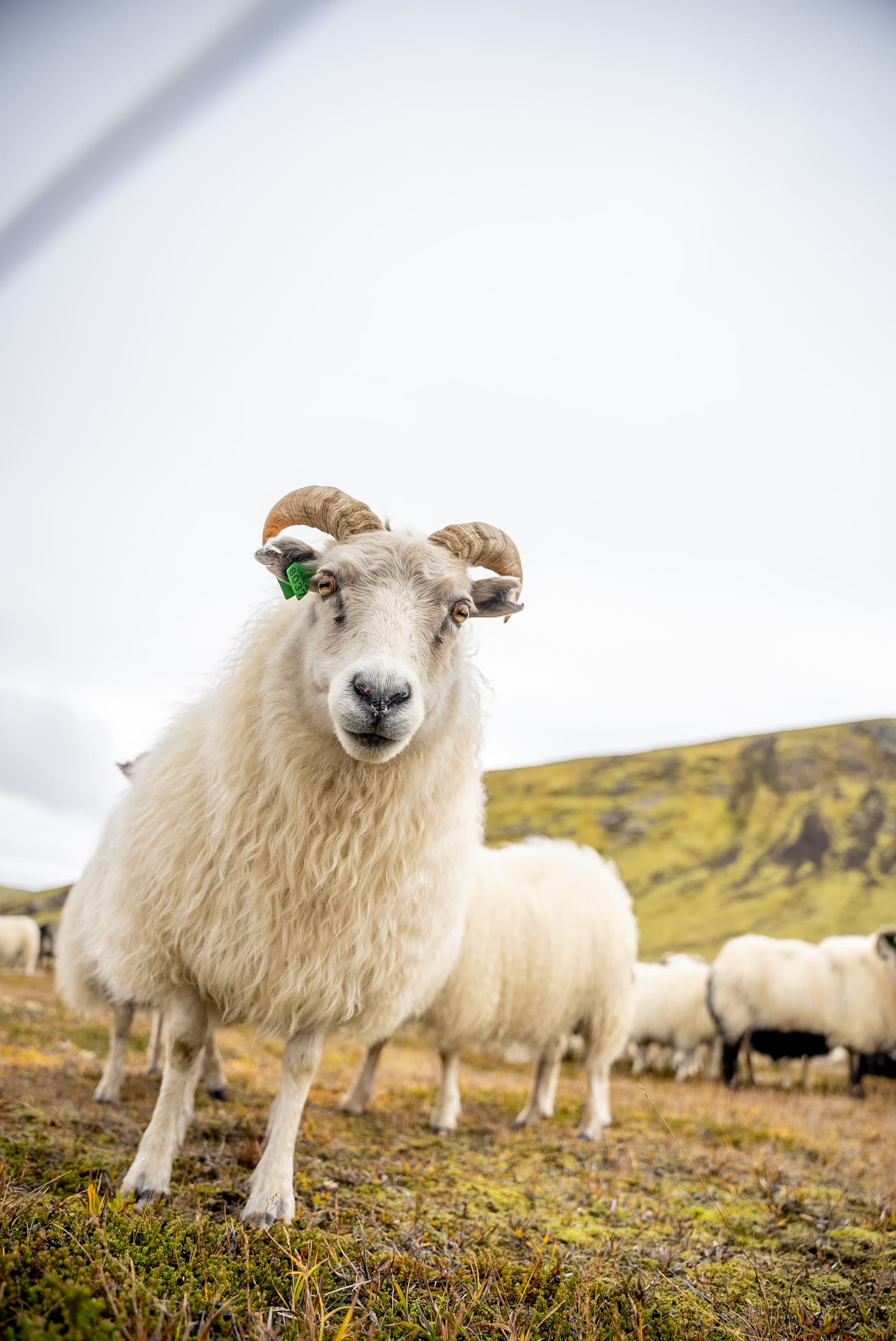 Fjallferð, still 8